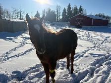 horse boarding near Cochrane