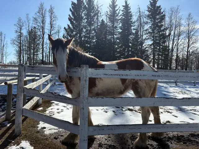 horse boarding near Cochrane - Photo 2