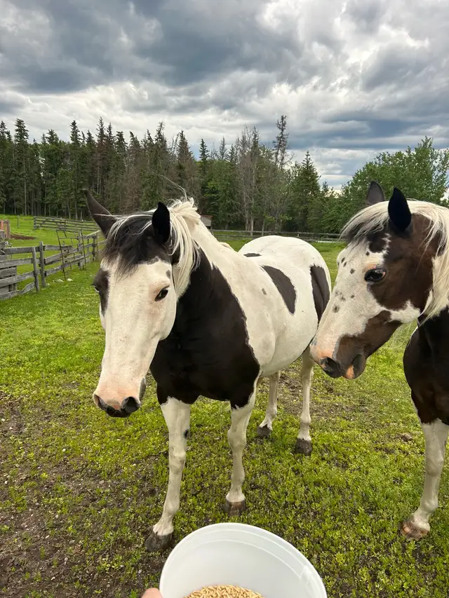 horse boarding near Cochrane - Photo 3
