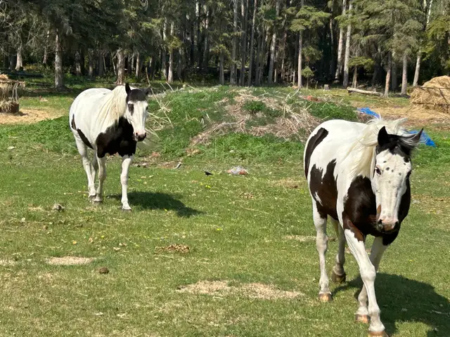 horse boarding near Cochrane - Photo 4