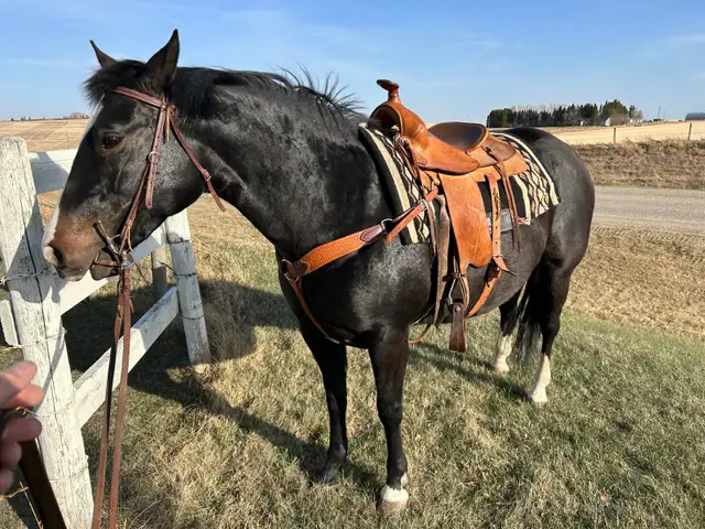 horse boarding near Cochrane - Photo 5
