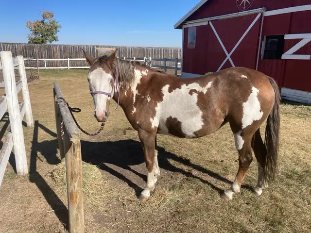 horse boarding near Cochrane - Photo 6
