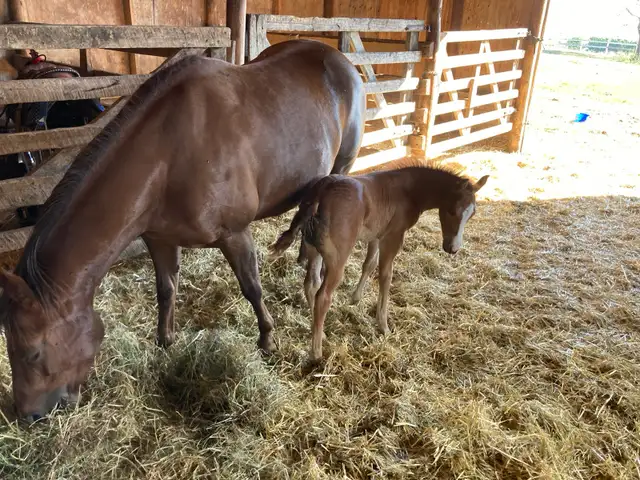 horse boarding near Cochrane - Photo 7