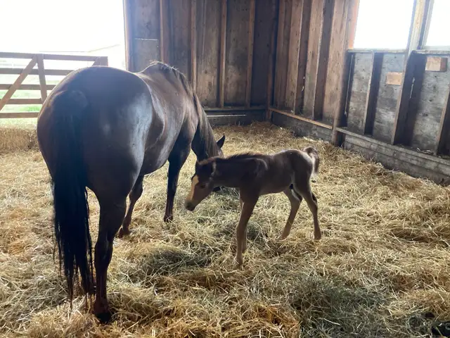 horse boarding near Cochrane - Photo 8