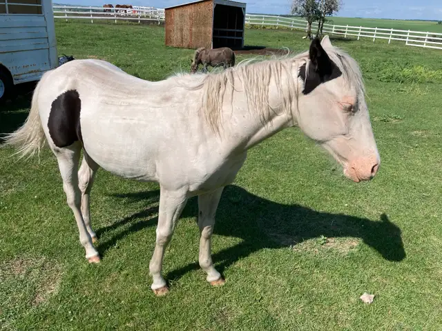 horse boarding near Cochrane - Photo 9