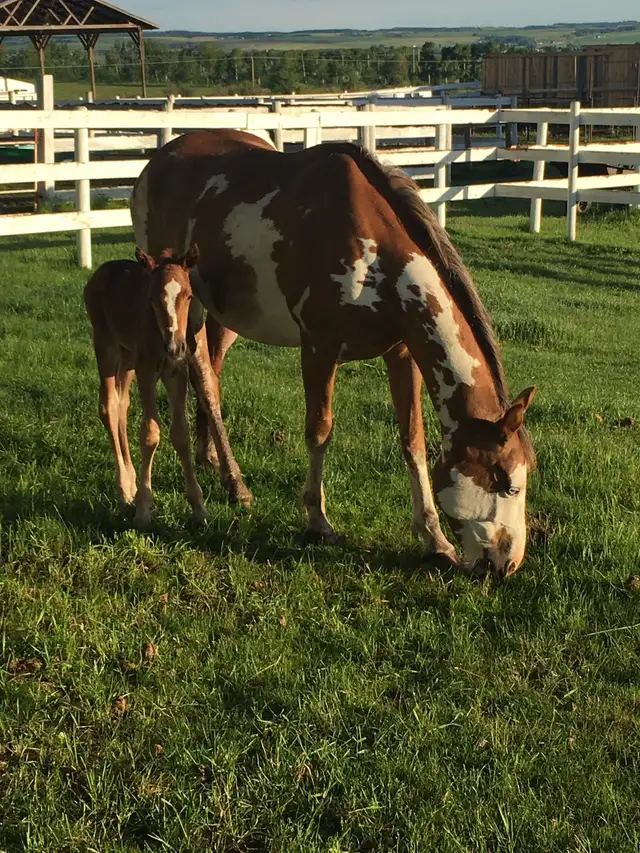 horse boarding near Cochrane - Photo 10