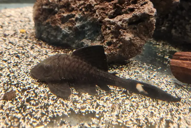 3'-4' L090 papa chico royal plecos