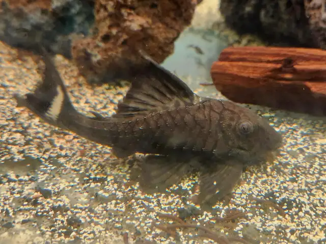 3'-4' L090 papa chico royal plecos - Photo 2