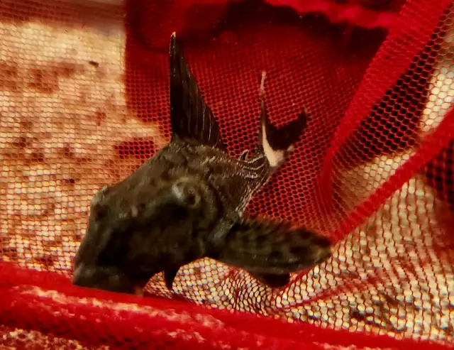 3'-4' L090 papa chico royal plecos - Photo 3