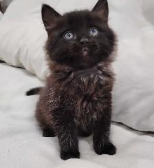 Chaton Sibérien hypoallergene