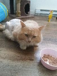 Magnifique chat mâle a donner