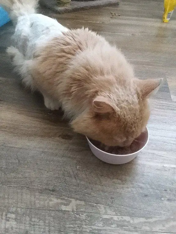 Magnifique chat mâle a donner - Photo 2