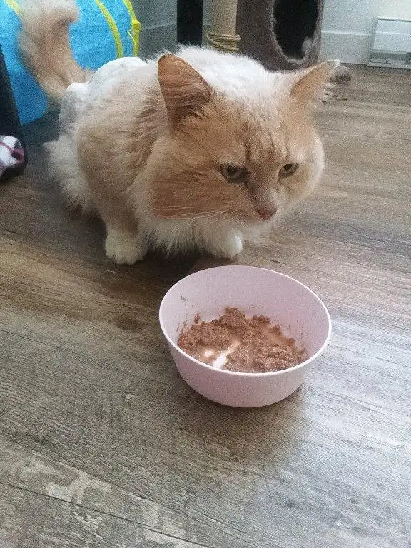 Magnifique chat mâle a donner - Photo 3