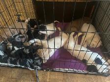 Puppies for sale