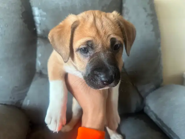 Puppies for sale - Photo 2