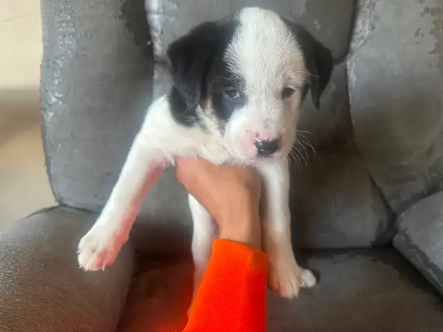 Puppies for sale - Photo 3