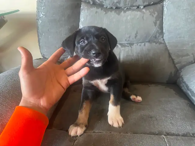 Puppies for sale - Photo 4