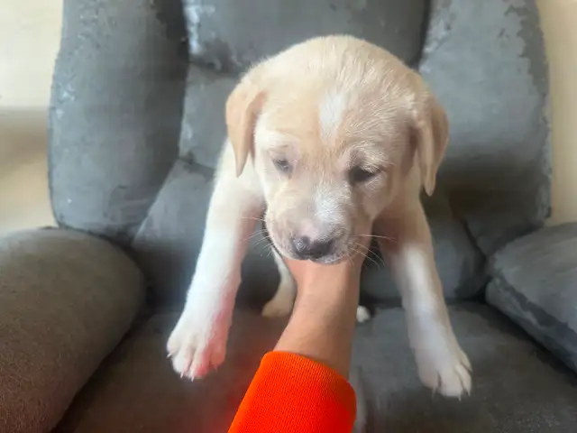 Puppies for sale - Photo 5