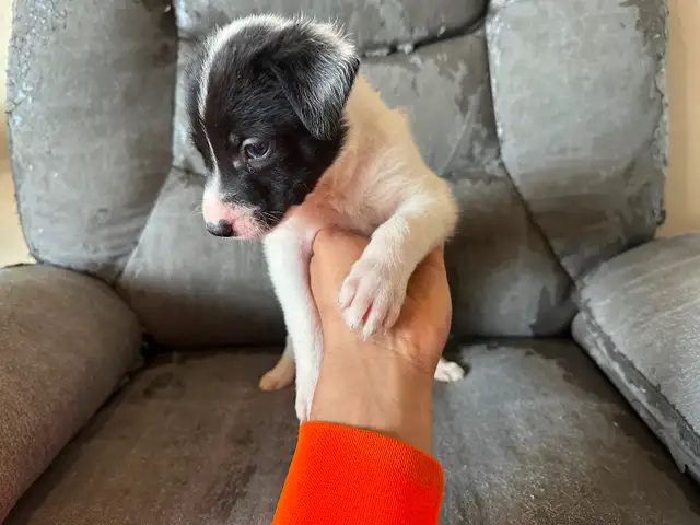 Puppies for sale - Photo 6