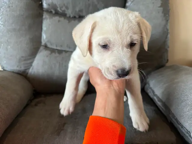 Puppies for sale - Photo 7