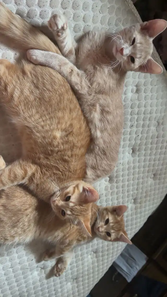 3 kittens and 4 adult cats