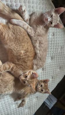 3 kittens and 4 adult cats