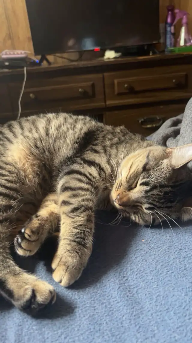 3 kittens and 4 adult cats - Photo 2