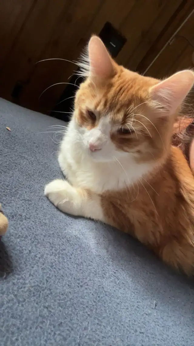 3 kittens and 4 adult cats - Photo 3