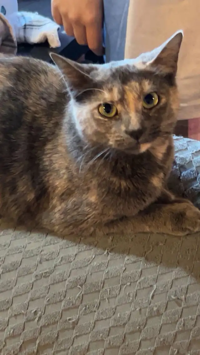 3 kittens and 4 adult cats - Photo 4