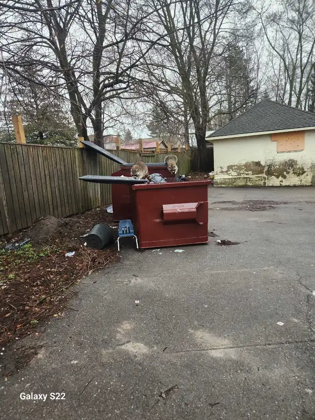 Garden and Yard clean up! - Photo 2