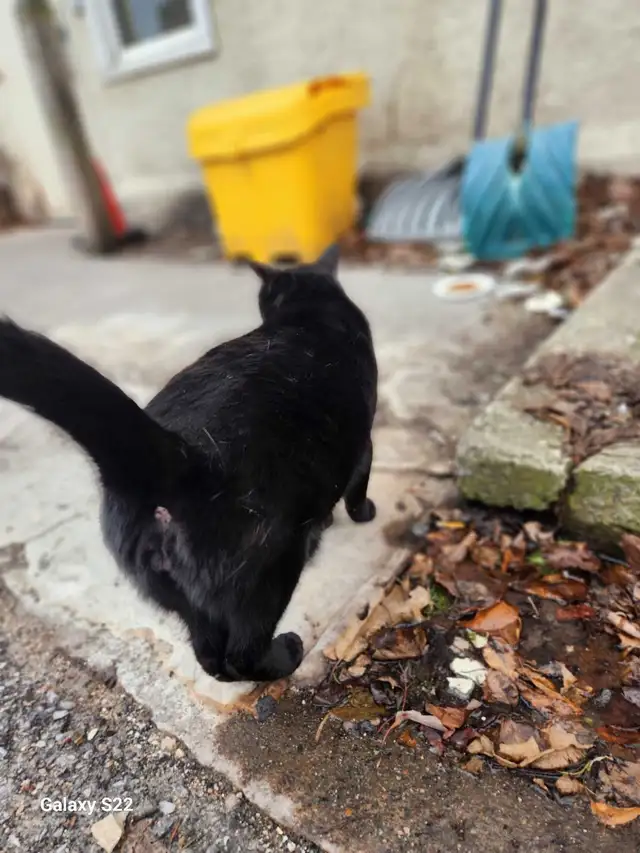 Garden and Yard clean up! - Photo 4