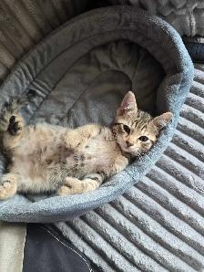 chaton Highlands lynx femelle