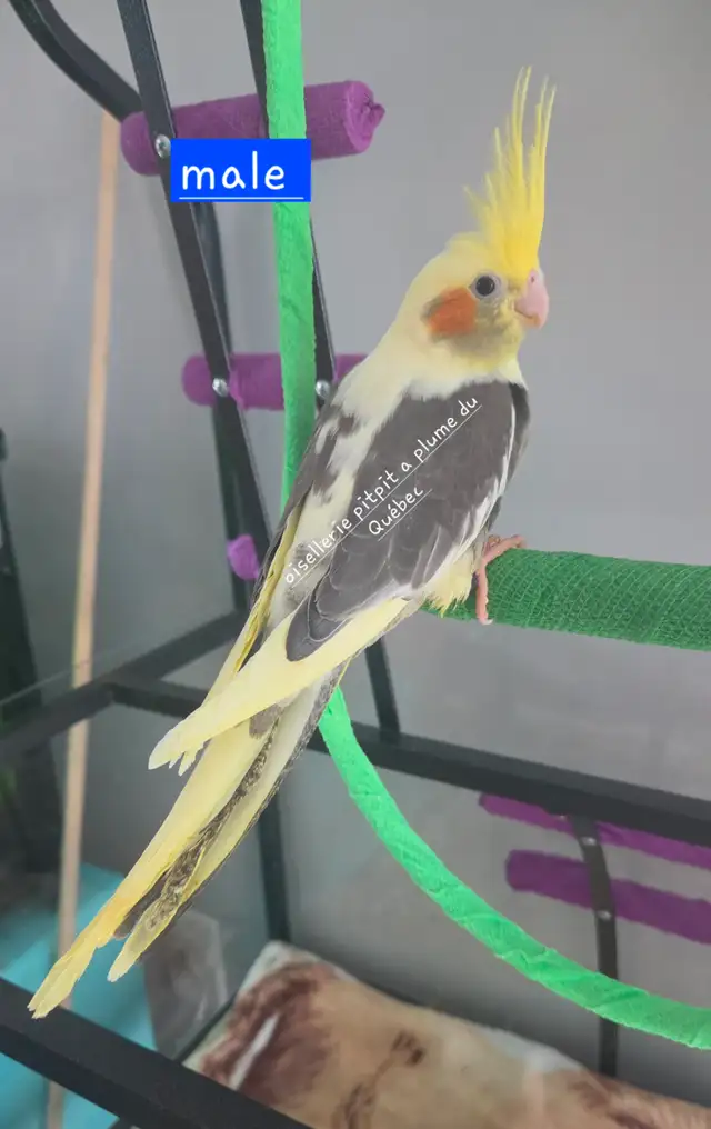 Oiseaux cockatiel