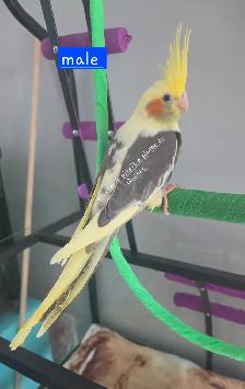 Oiseaux cockatiel