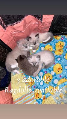 ❤️ 3 BEAUTIFUL RAGDOLL KITTENS AVAILABLE❤️