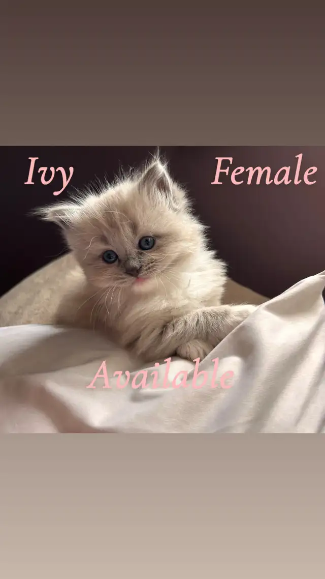 ❤️ 3 BEAUTIFUL RAGDOLL KITTENS AVAILABLE❤️ - Photo 2