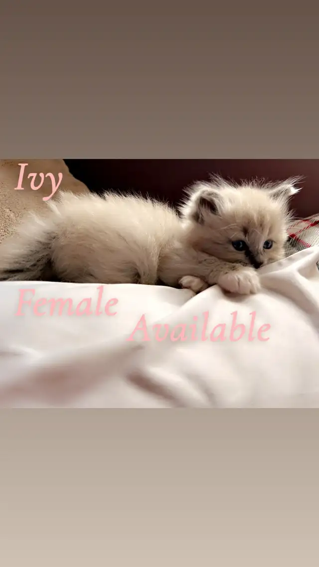 ❤️ 3 BEAUTIFUL RAGDOLL KITTENS AVAILABLE❤️ - Photo 3