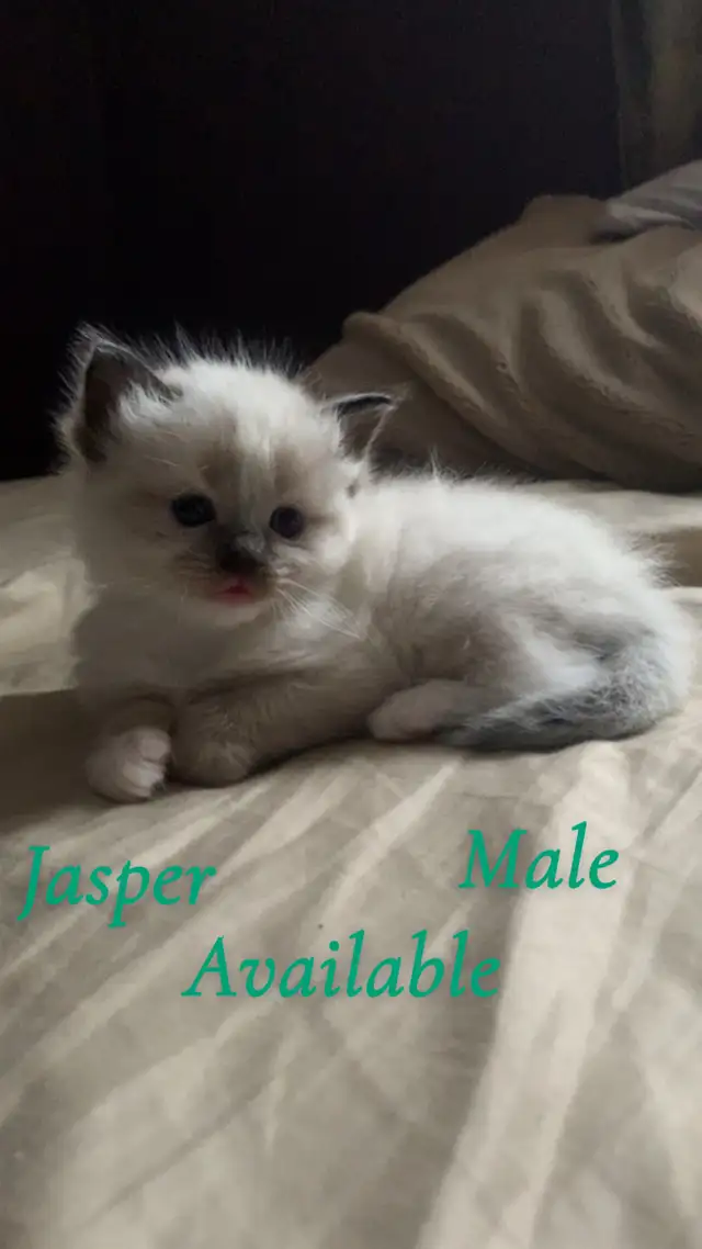 ❤️ 3 BEAUTIFUL RAGDOLL KITTENS AVAILABLE❤️ - Photo 4