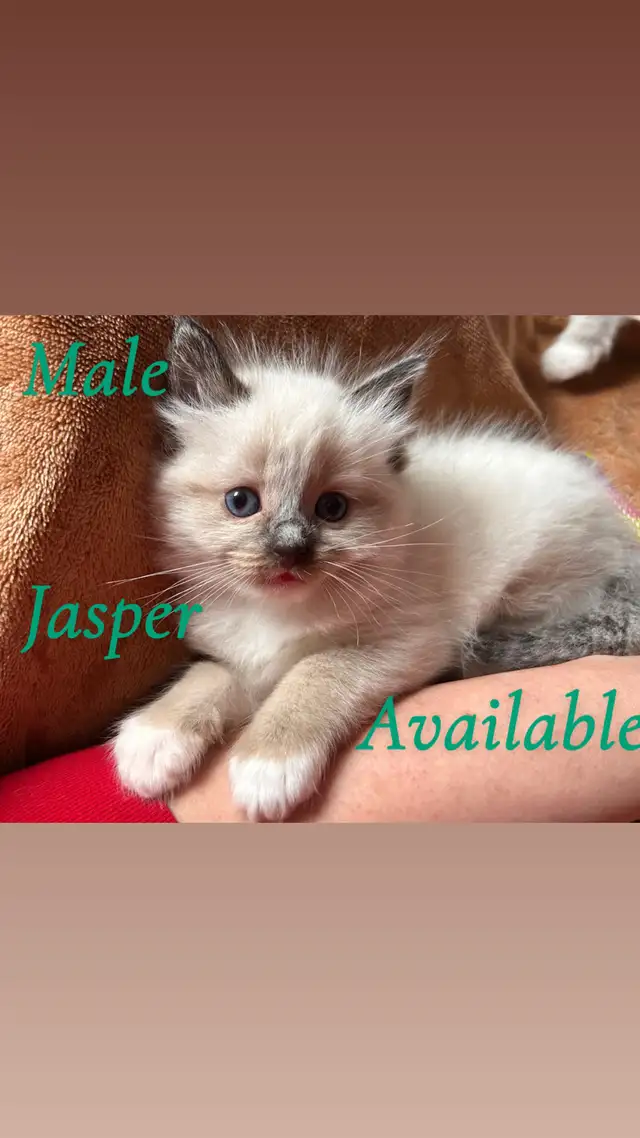 ❤️ 3 BEAUTIFUL RAGDOLL KITTENS AVAILABLE❤️ - Photo 5