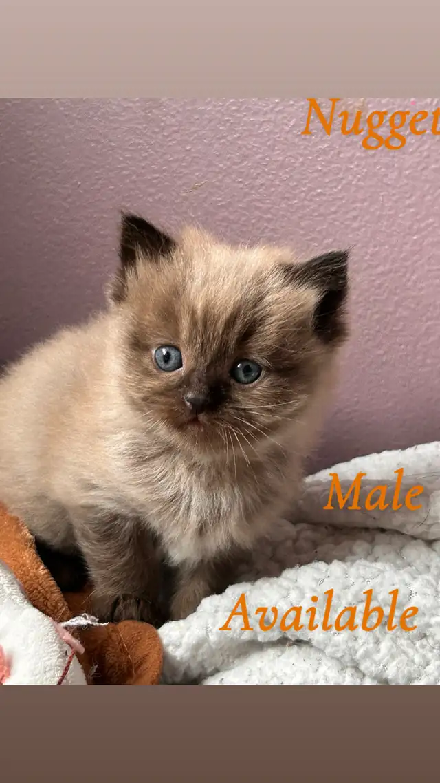 ❤️ 3 BEAUTIFUL RAGDOLL KITTENS AVAILABLE❤️ - Photo 6