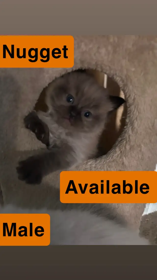 ❤️ 3 BEAUTIFUL RAGDOLL KITTENS AVAILABLE❤️ - Photo 7