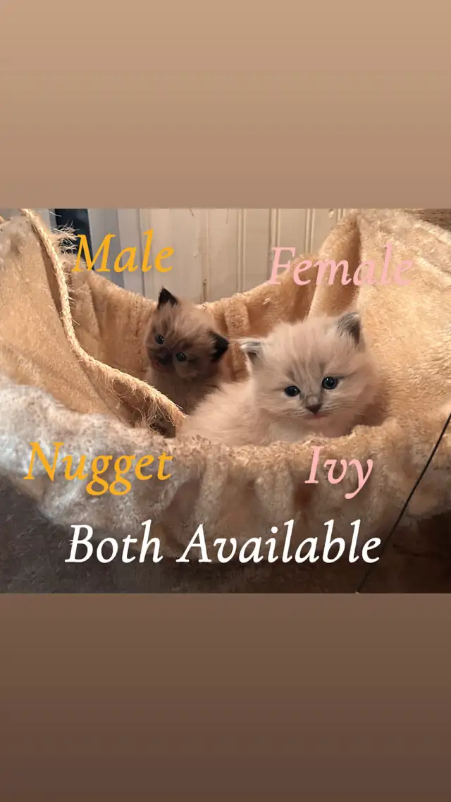 ❤️ 3 BEAUTIFUL RAGDOLL KITTENS AVAILABLE❤️ - Photo 8