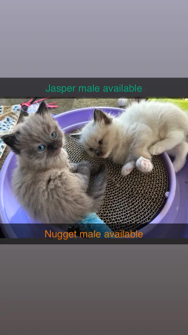 ❤️ 3 BEAUTIFUL RAGDOLL KITTENS AVAILABLE❤️ - Photo 9