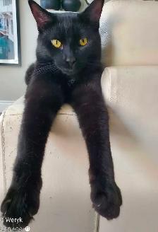 Ben is looking for a new home