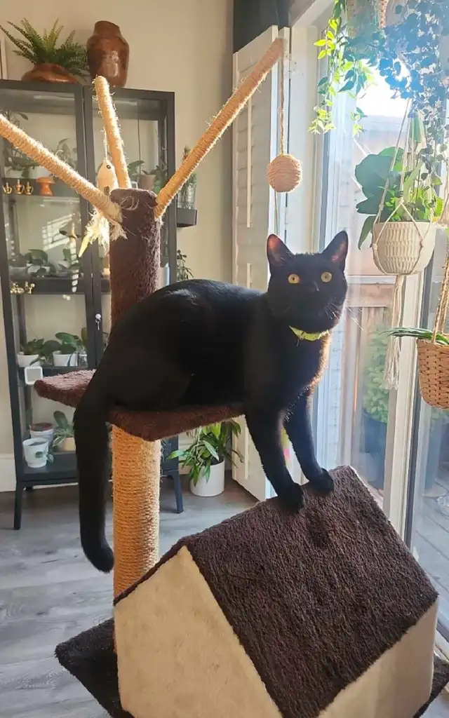 Ben is looking for a new home - Photo 2