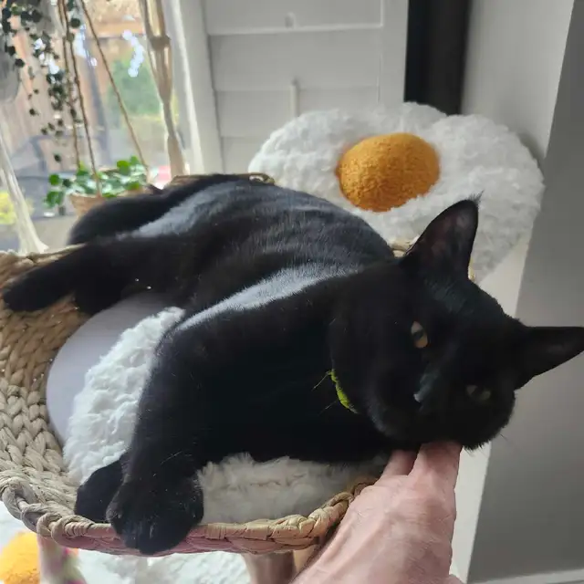 Ben is looking for a new home - Photo 4