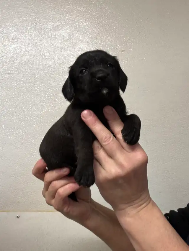 Chiots teckel x schnauzer vacc, verm , micropucé et gara