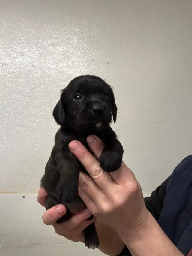 Chiots teckel x schnauzer vacc, verm , micropucé et gara - Photo 2