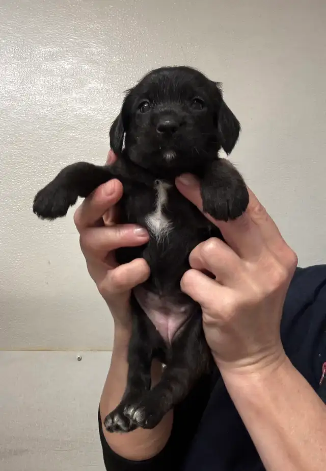 Chiots teckel x schnauzer vacc, verm , micropucé et gara - Photo 3