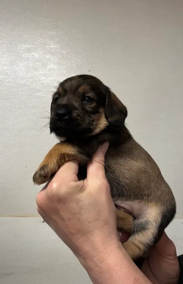 Chiots teckel x schnauzer vacc, verm , micropucé et gara - Photo 4